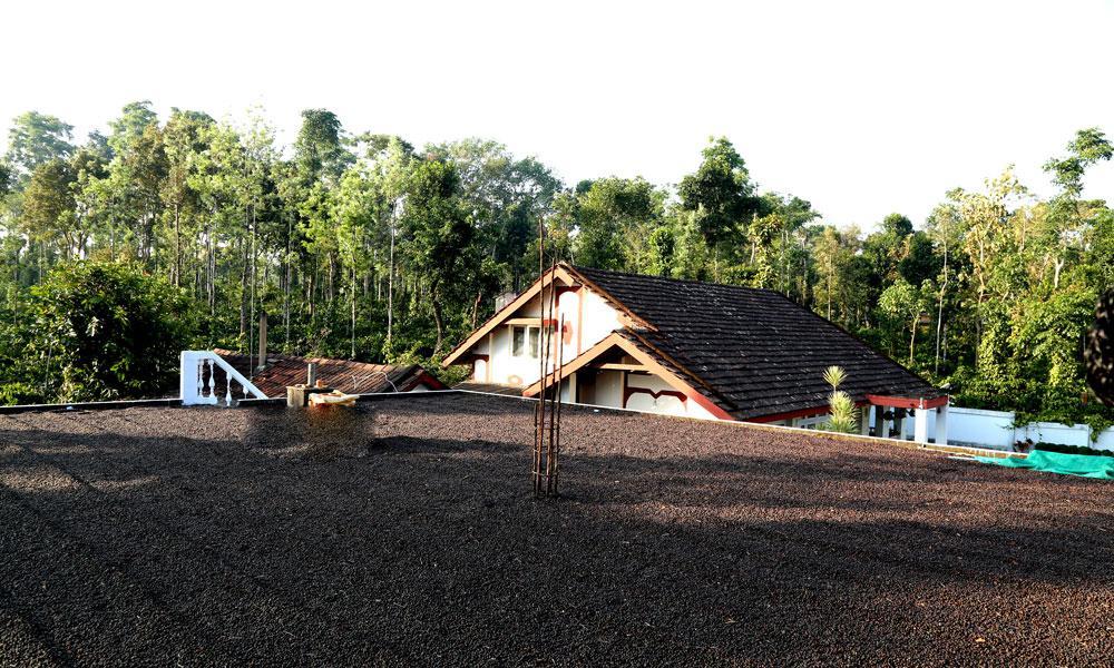 Coffee Native - A Family Homestay Mudigere Szoba fotó