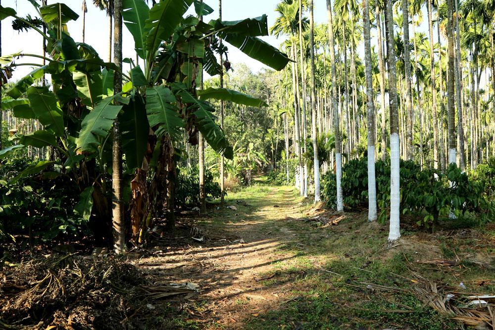 Coffee Native - A Family Homestay Mudigere Szoba fotó